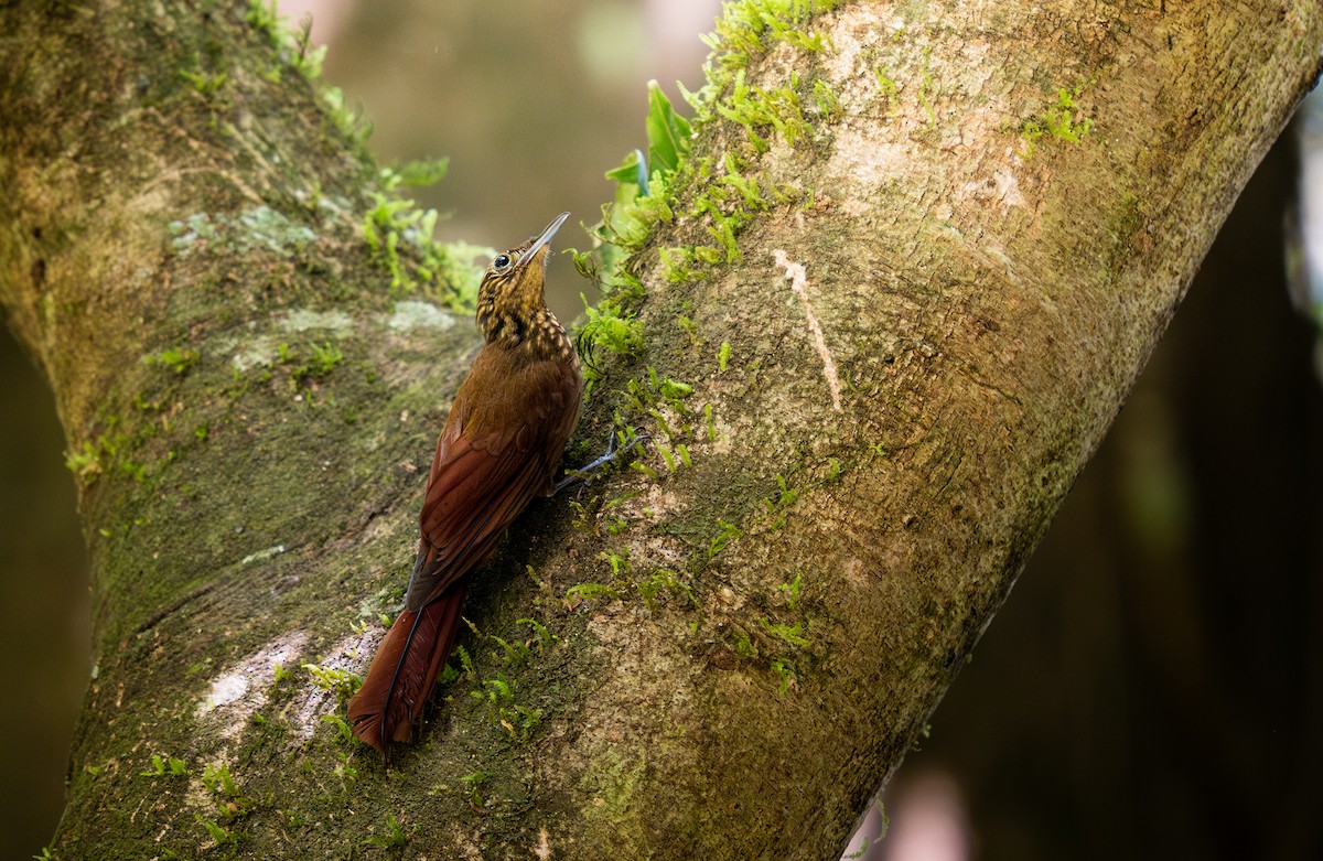 Piping Woodcreeper - ML633770984