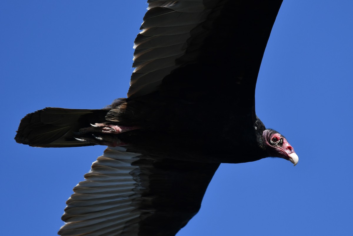 Turkey Vulture - ML633770986