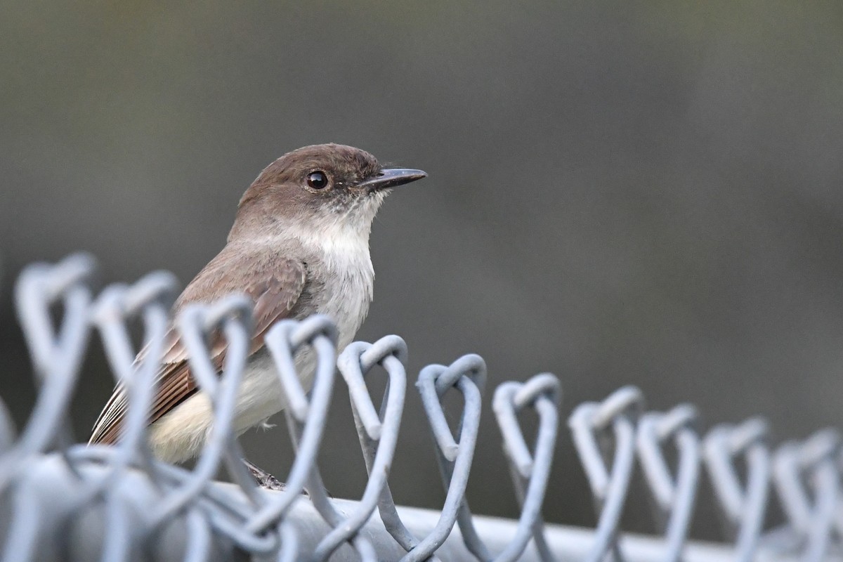 Eastern Phoebe - ML633770989