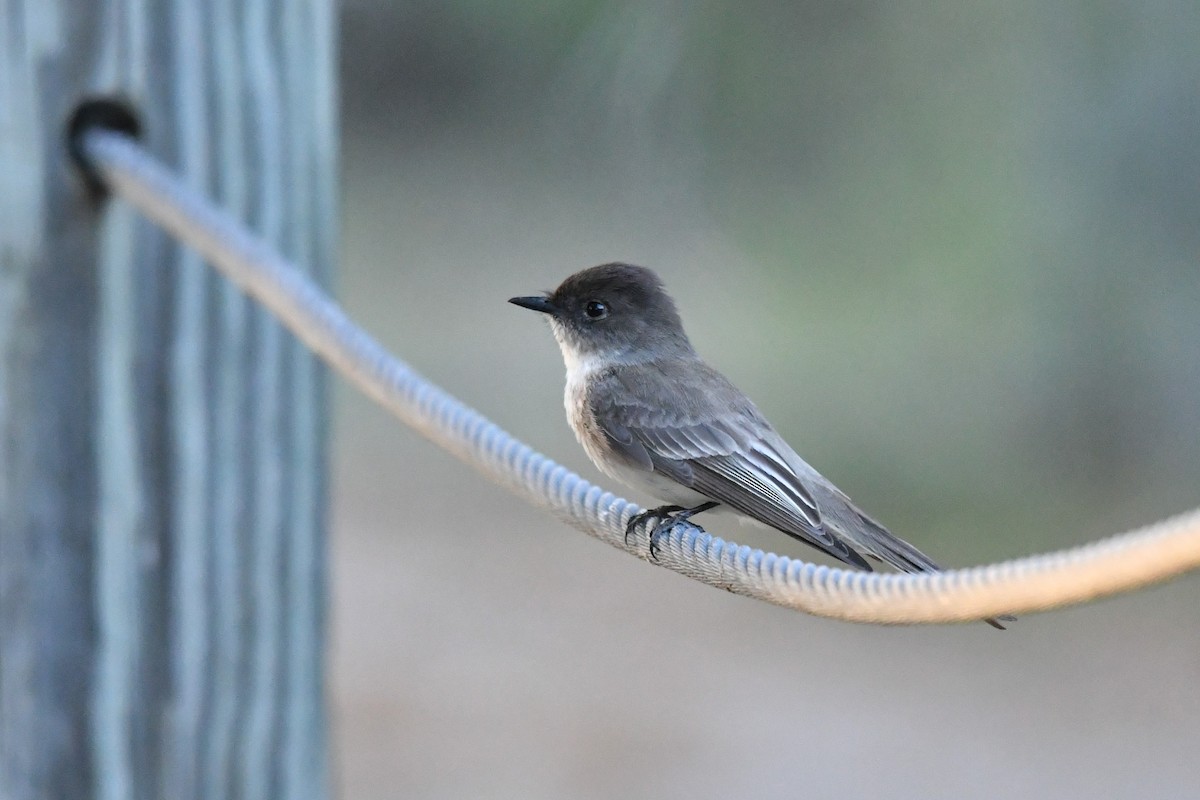 Eastern Phoebe - ML633770994