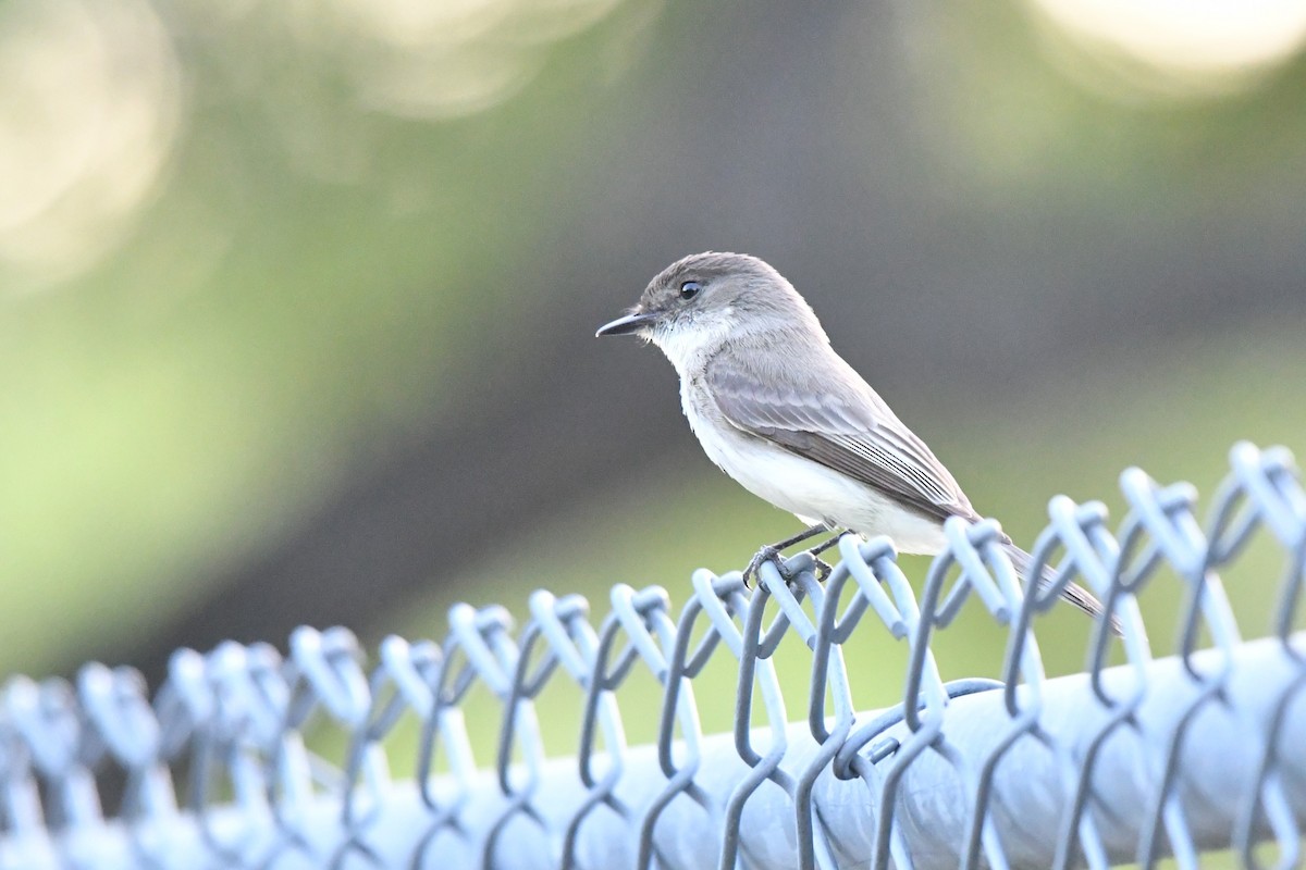 Eastern Phoebe - ML633770995