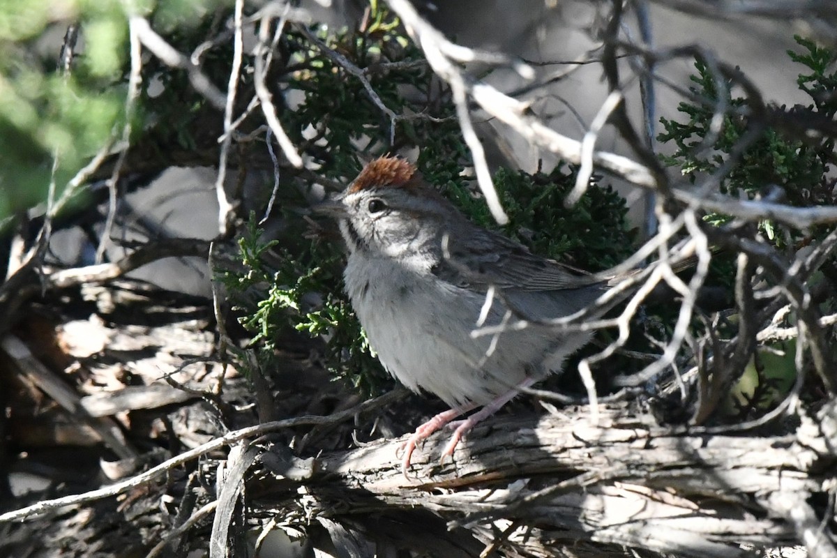 Rufous-crowned Sparrow - ML633771011