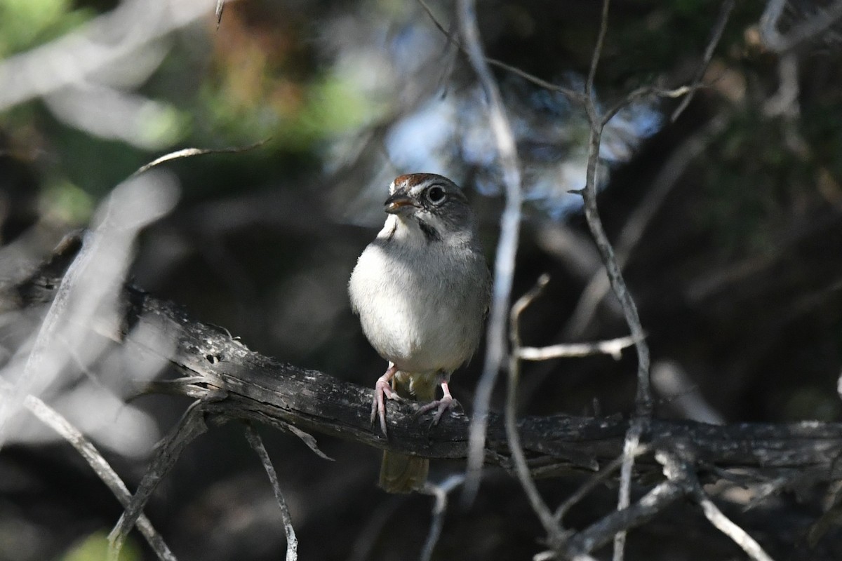Rufous-crowned Sparrow - ML633771014