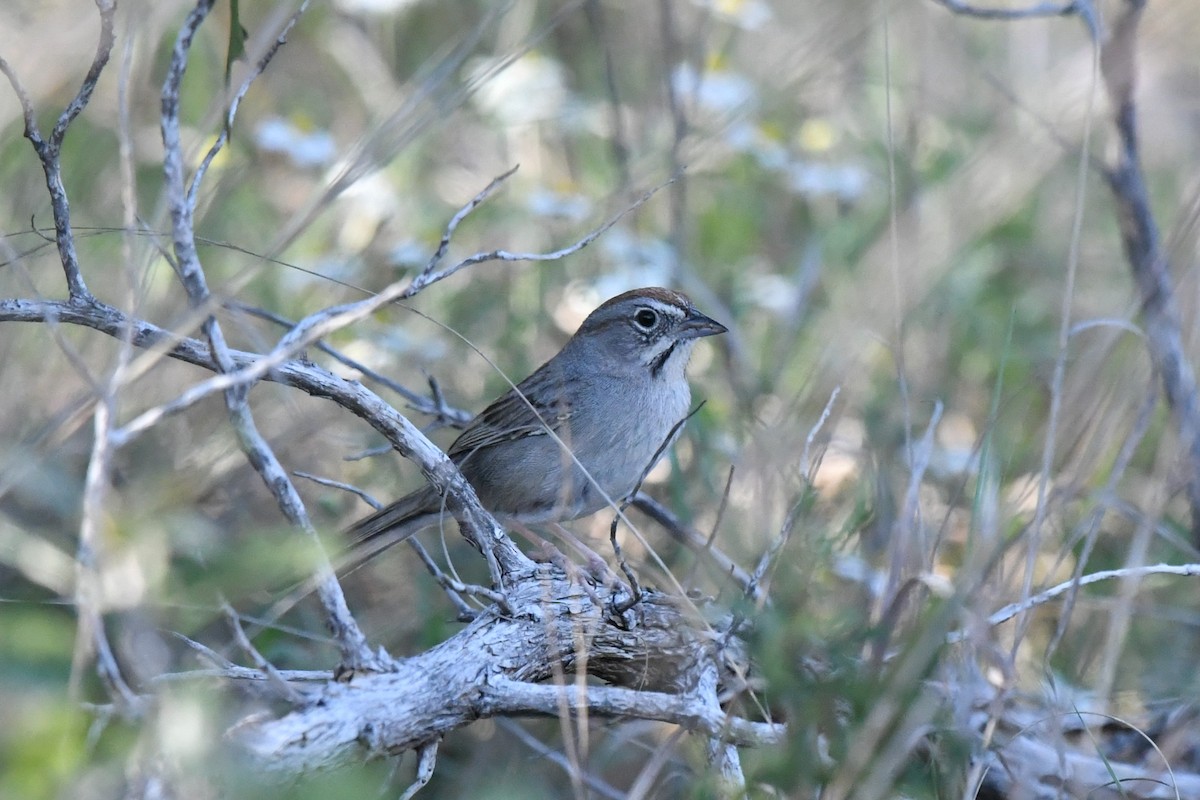 Rufous-crowned Sparrow - ML633771016