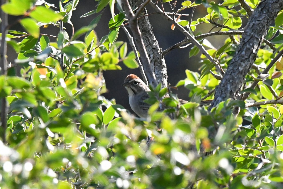 Rufous-crowned Sparrow - ML633771021