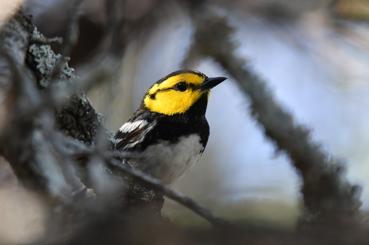 Golden-cheeked Warbler - ML633771031