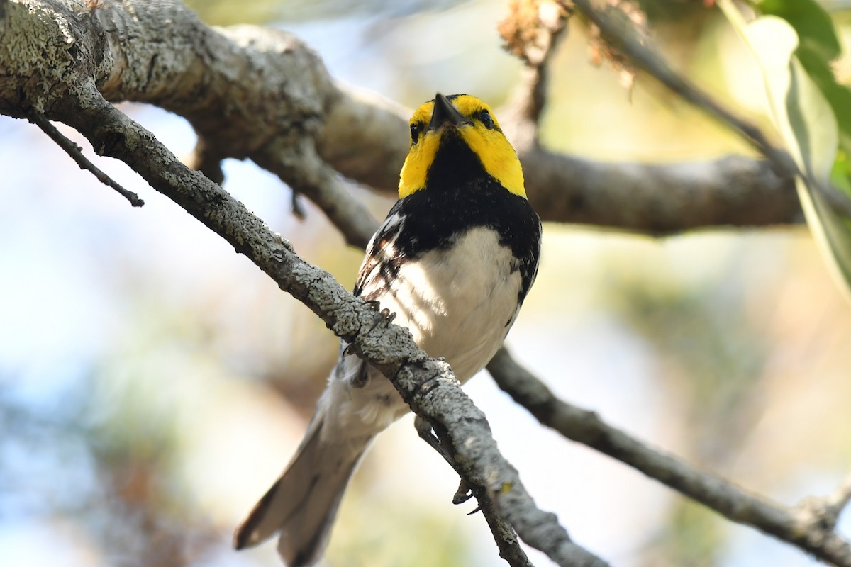 Golden-cheeked Warbler - ML633771034