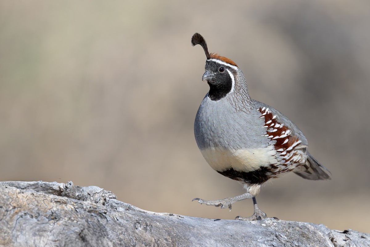 Gambel's Quail - ML633771036