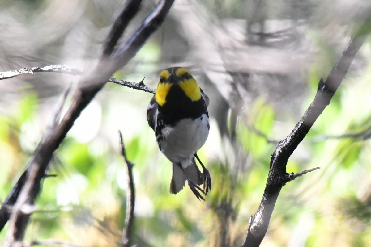 Golden-cheeked Warbler - ML633771037