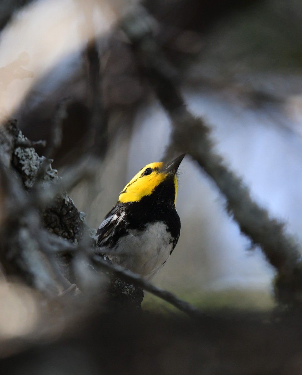 Golden-cheeked Warbler - ML633771042