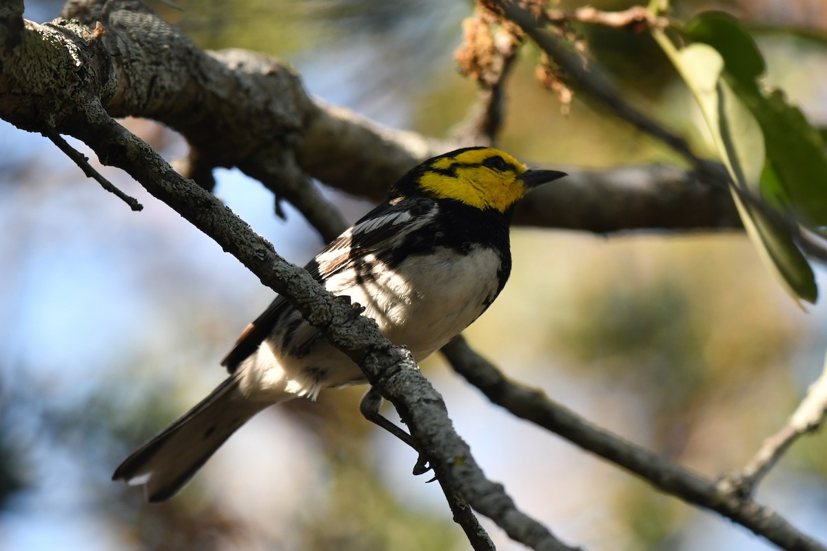 Golden-cheeked Warbler - ML633771049