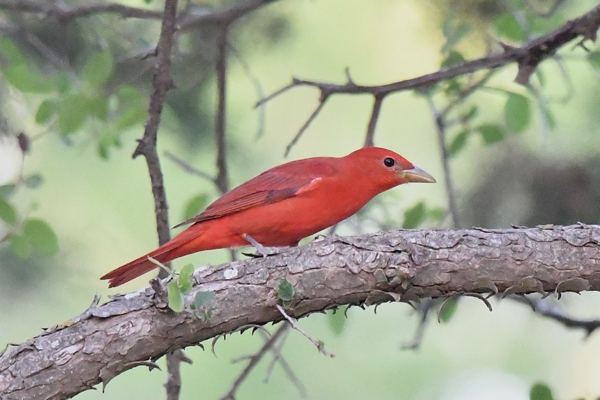 Summer Tanager - ML633771056