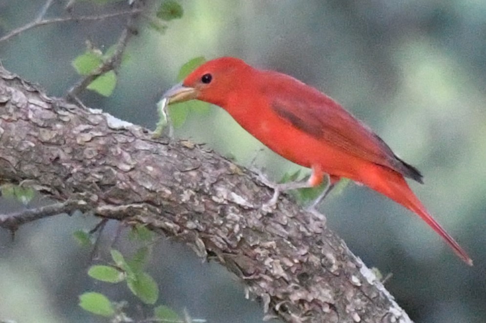 Summer Tanager - ML633771058