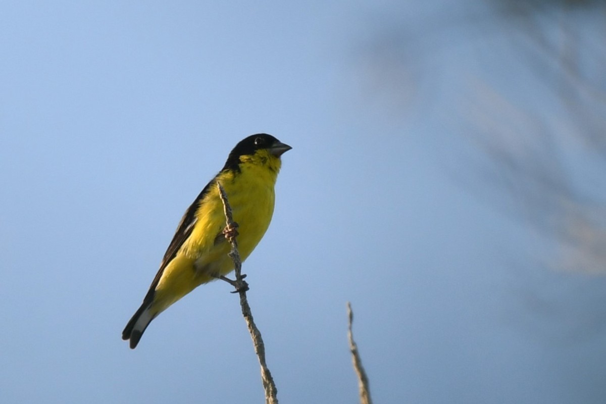 Lesser Goldfinch - ML633771082