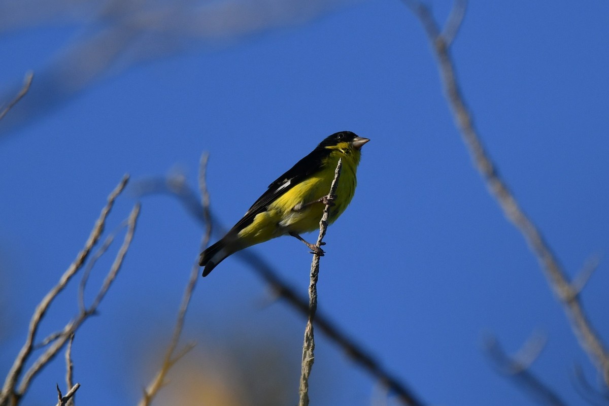 Lesser Goldfinch - ML633771085