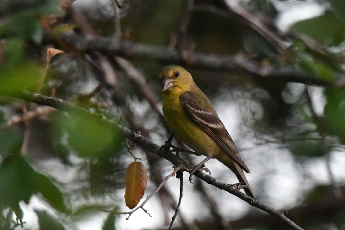 Lesser Goldfinch - ML633771094