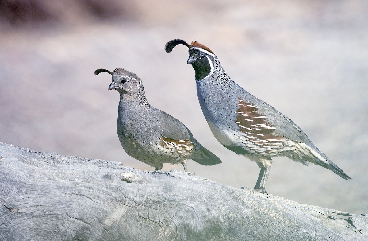 Gambel's Quail - ML633771104