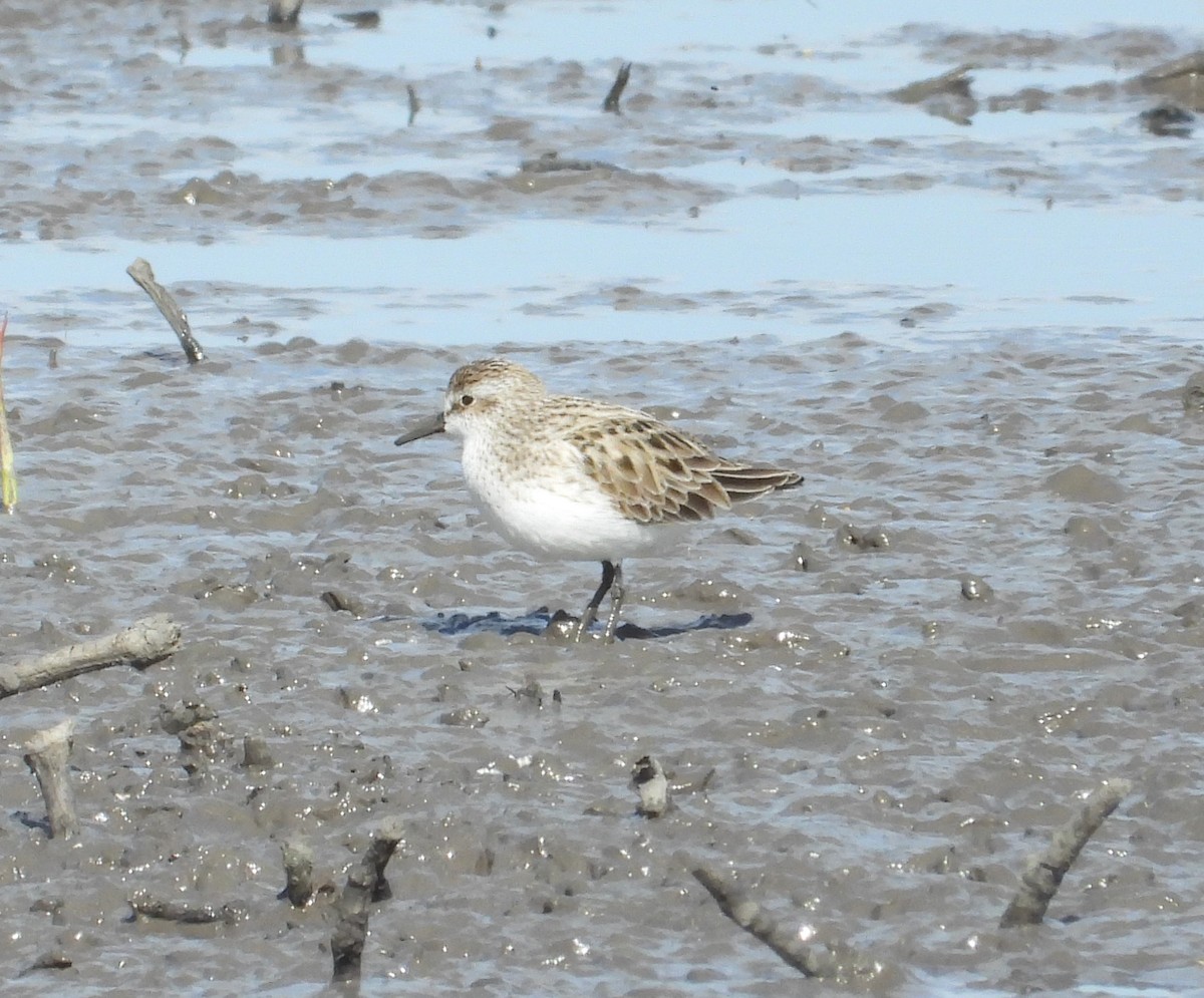 Semipalmated Sandpiper - ML633771108
