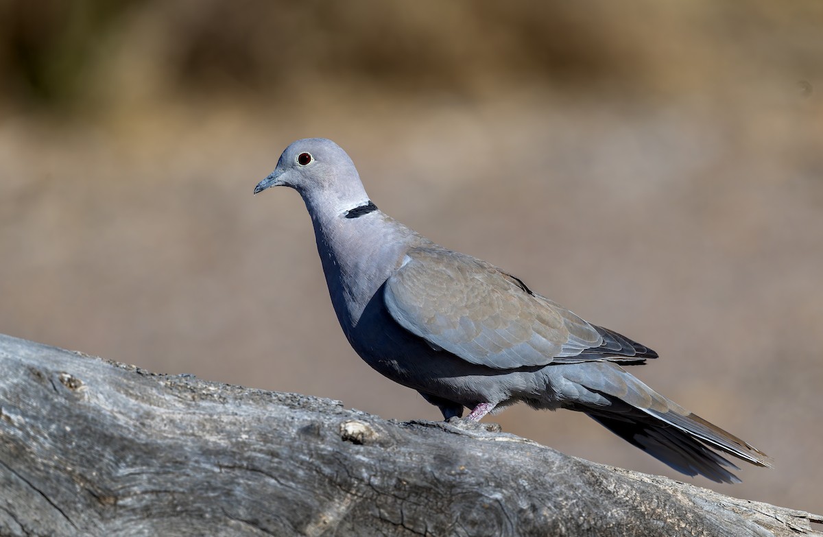 Eurasian Collared-Dove - ML633771135