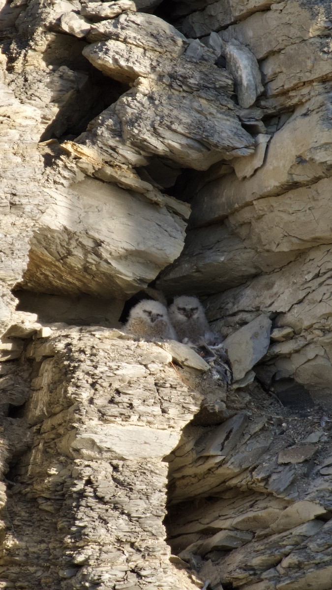Great Horned Owl - ML633771215