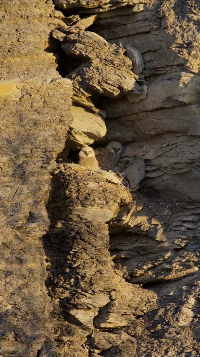 Great Horned Owl - ML633771217