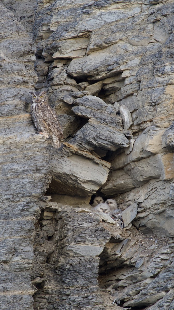Great Horned Owl - ML633771218