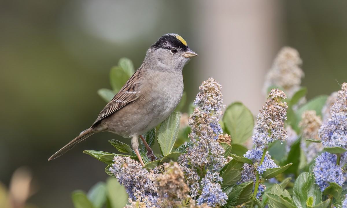 Golden-crowned Sparrow - ML633771251
