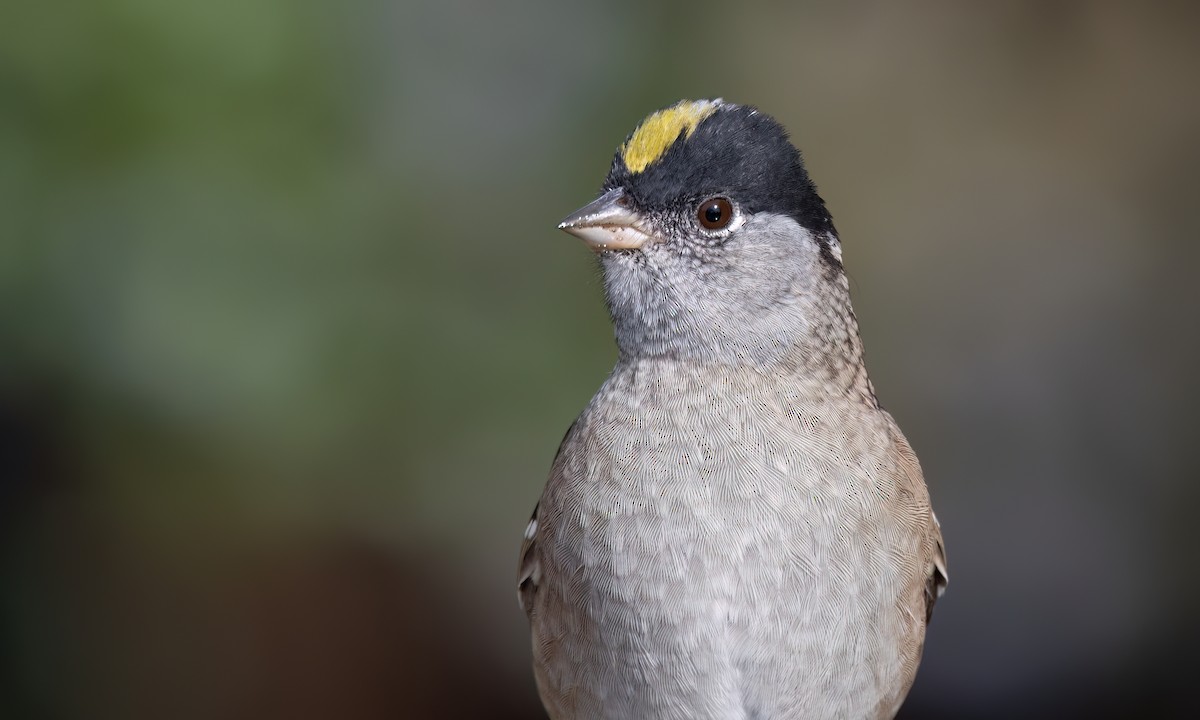Golden-crowned Sparrow - ML633771252