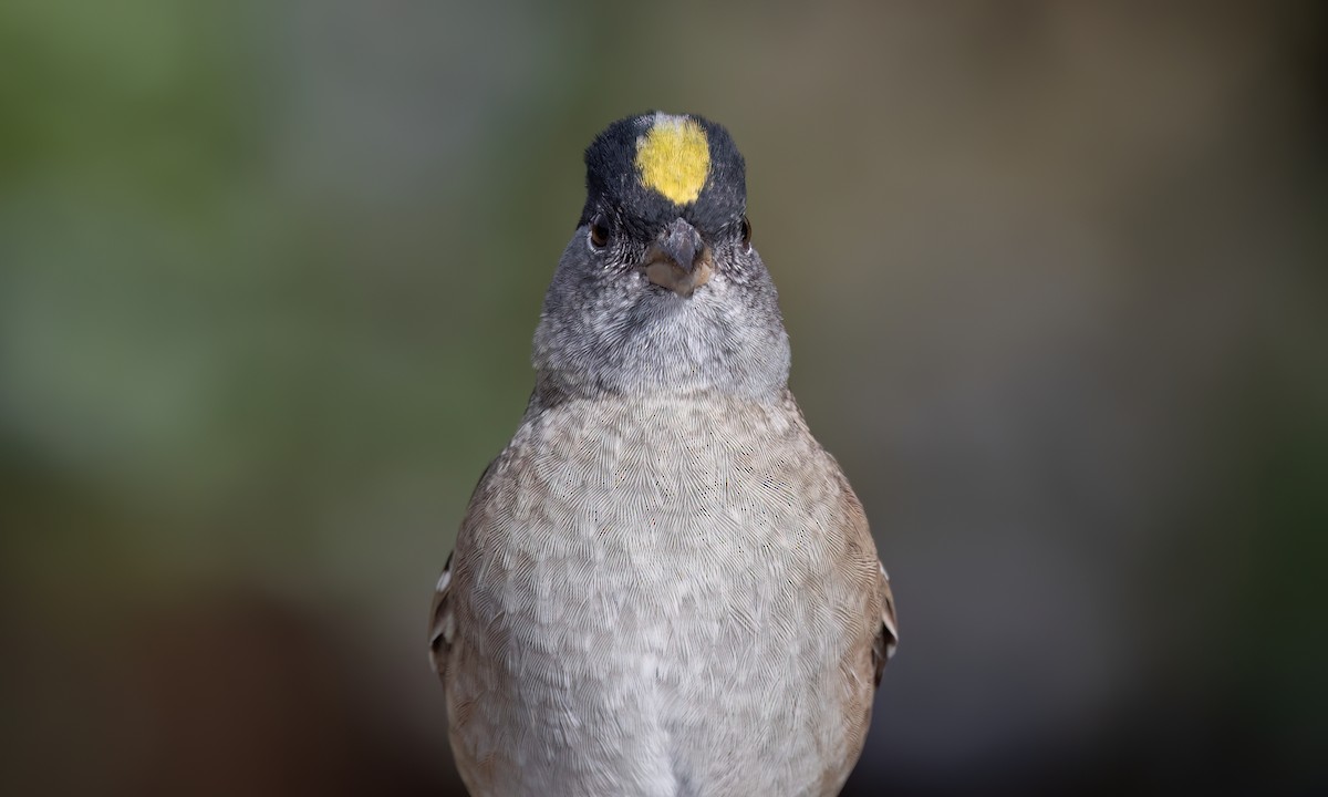 Golden-crowned Sparrow - ML633771253