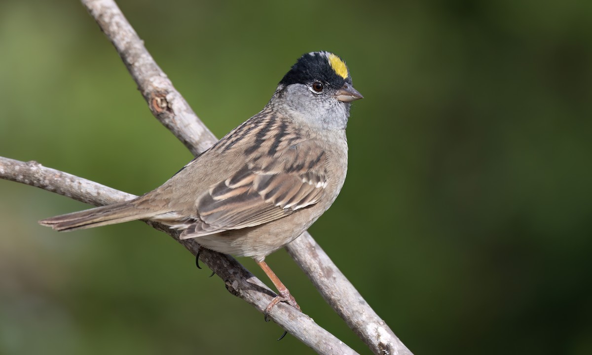 Golden-crowned Sparrow - ML633771255