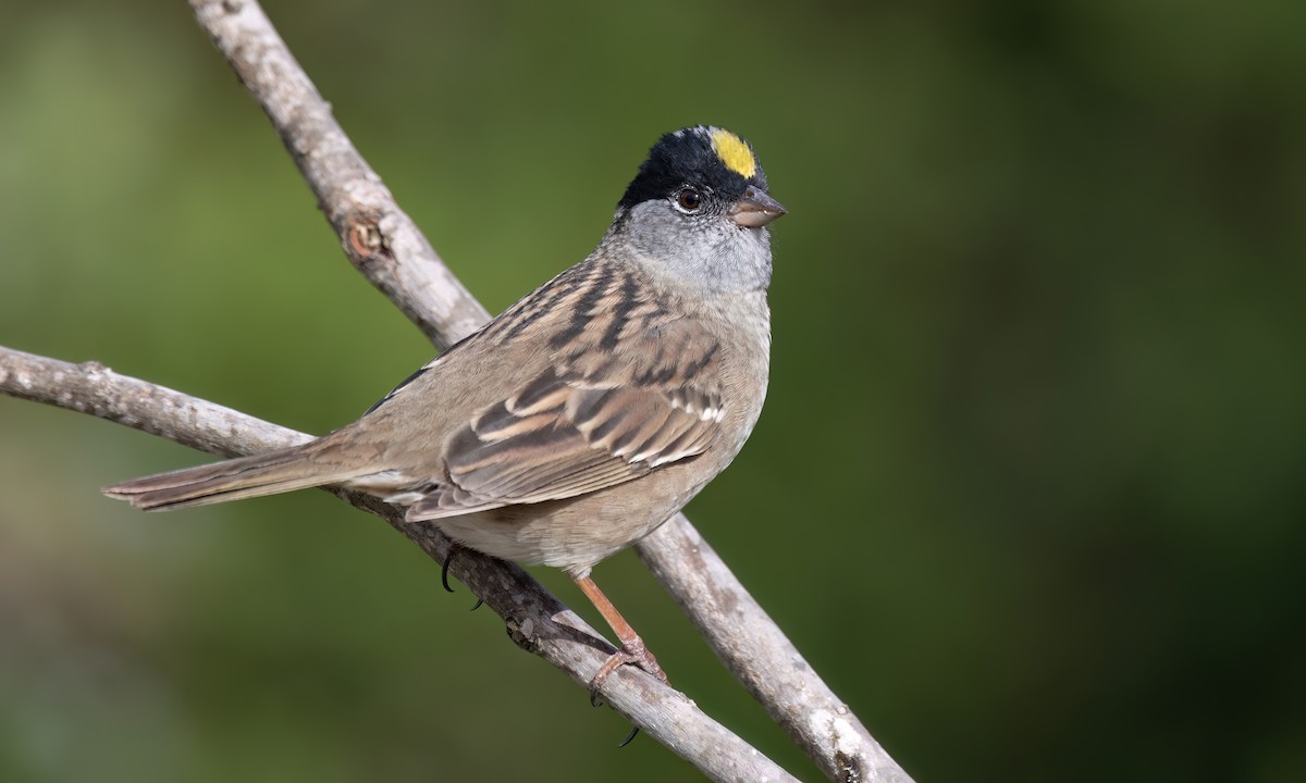 Golden-crowned Sparrow - ML633771256