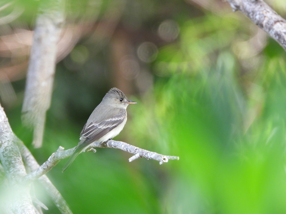 Eastern Wood-Pewee - ML633771317