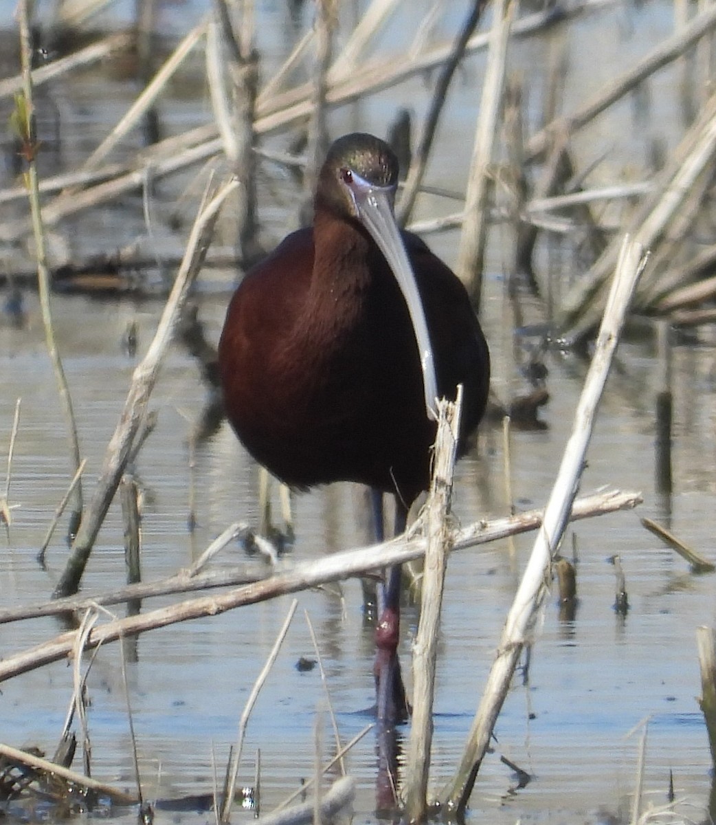 Glossy x White-faced Ibis (hybrid) - ML633771333