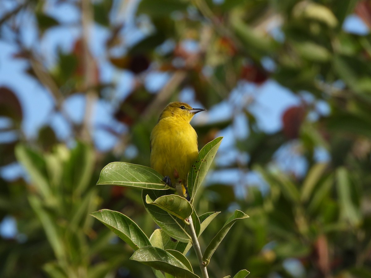 Orchard Oriole (Orchard) - ML633771340