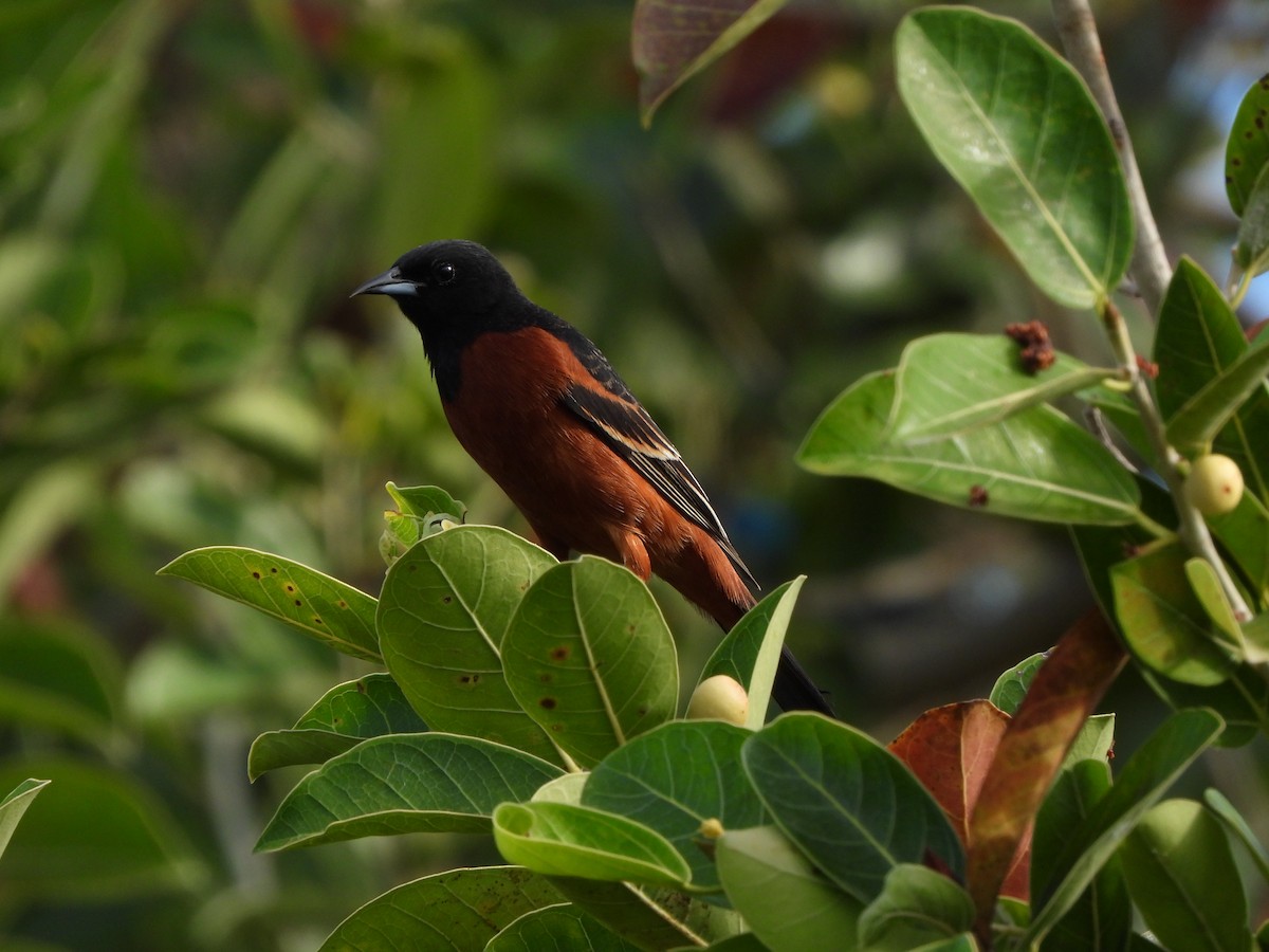 Orchard Oriole (Orchard) - ML633771342