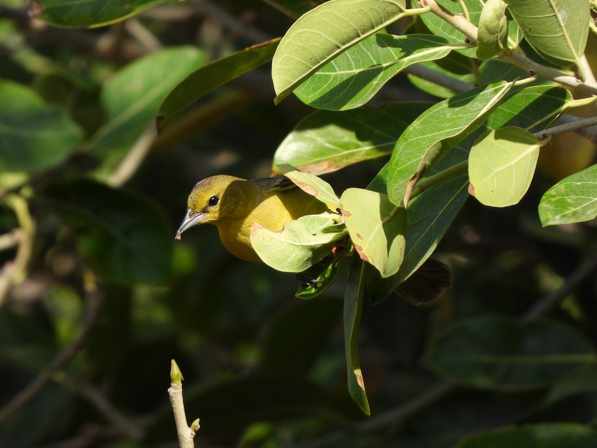 Orchard Oriole (Orchard) - ML633771343