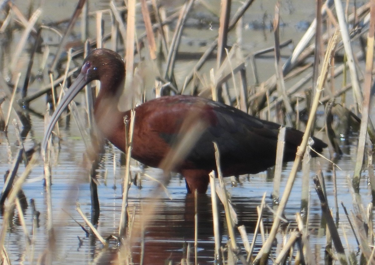 Glossy x White-faced Ibis (hybrid) - ML633771346