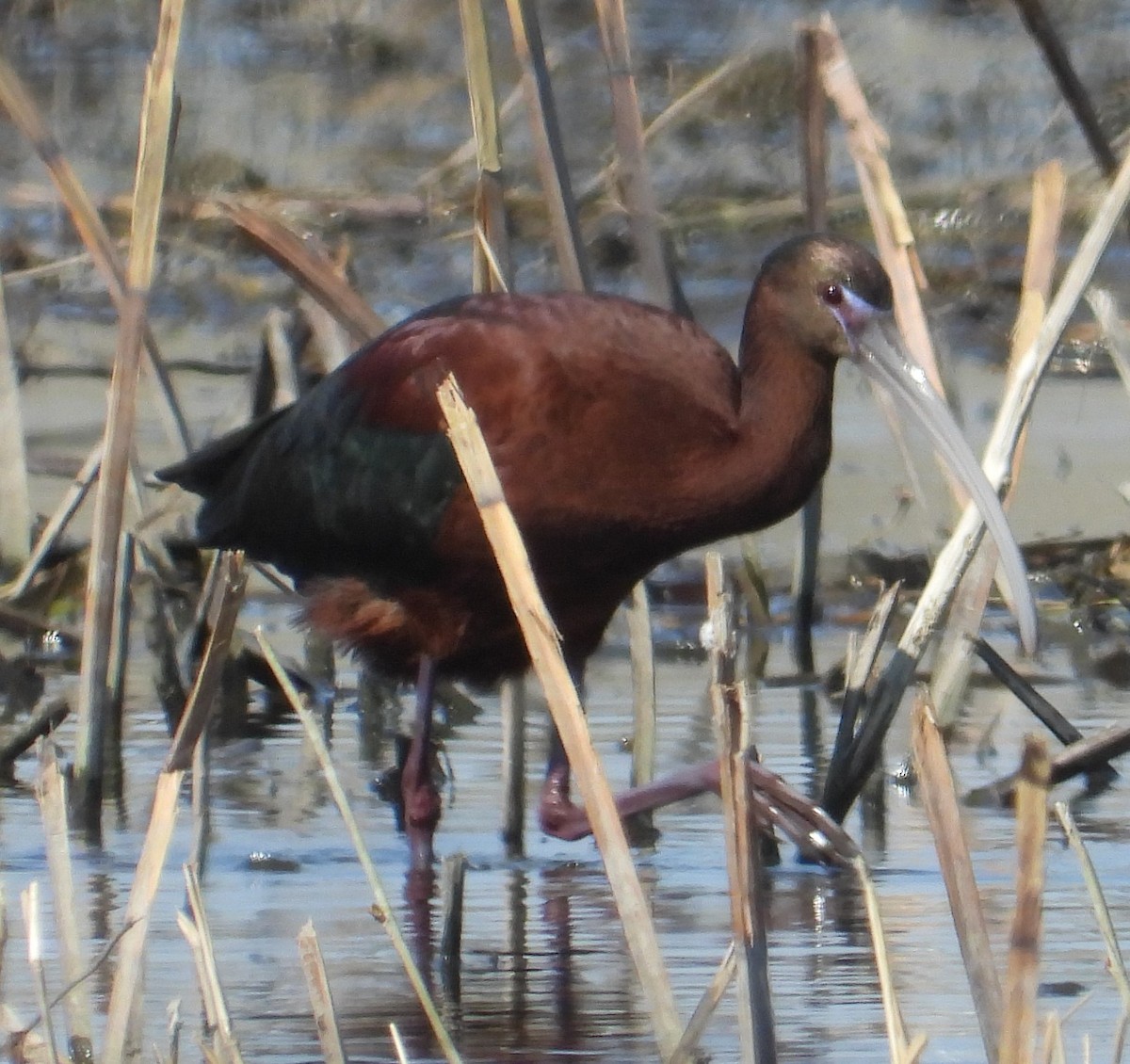 Glossy x White-faced Ibis (hybrid) - ML633771354