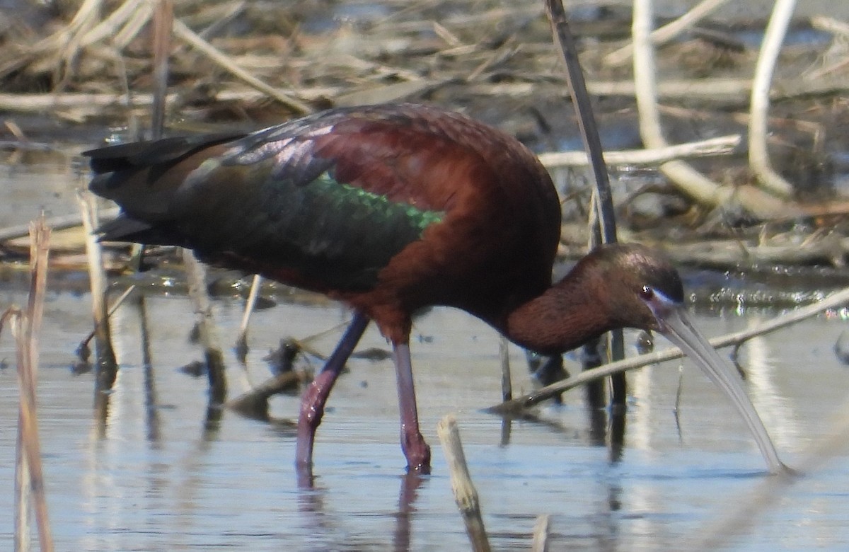 Glossy x White-faced Ibis (hybrid) - ML633771369