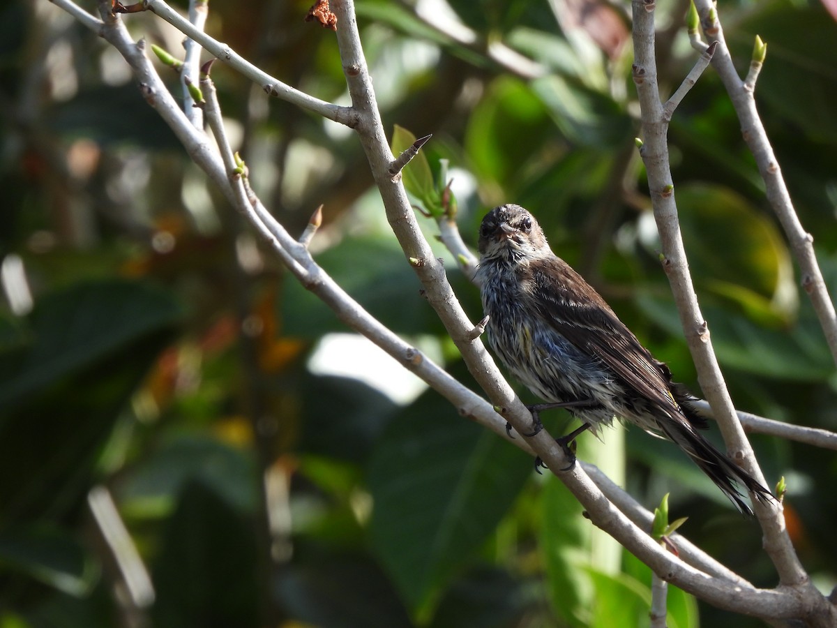 Yellow-rumped Warbler - ML633771400