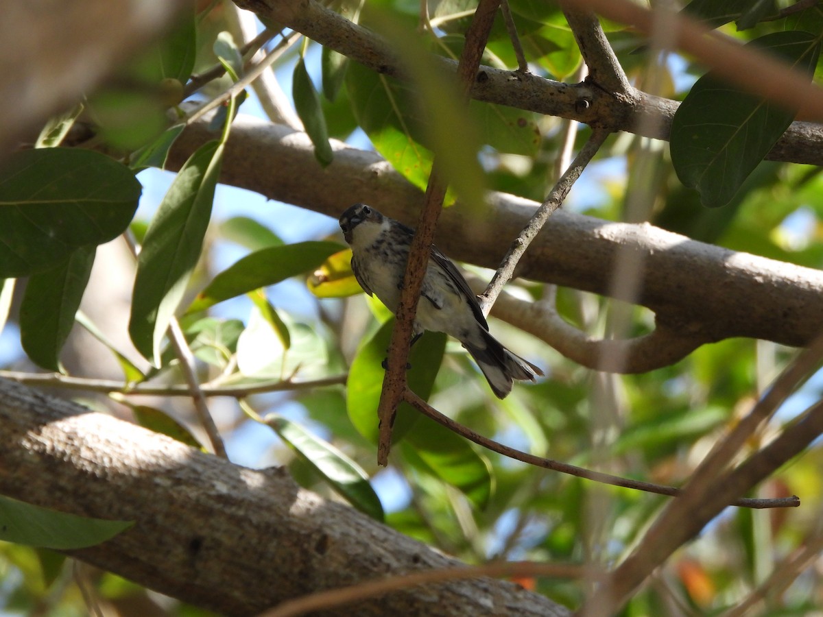 Yellow-rumped Warbler - ML633771401