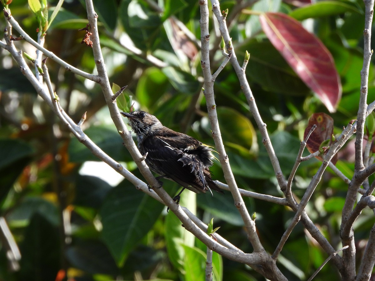Yellow-rumped Warbler - ML633771402