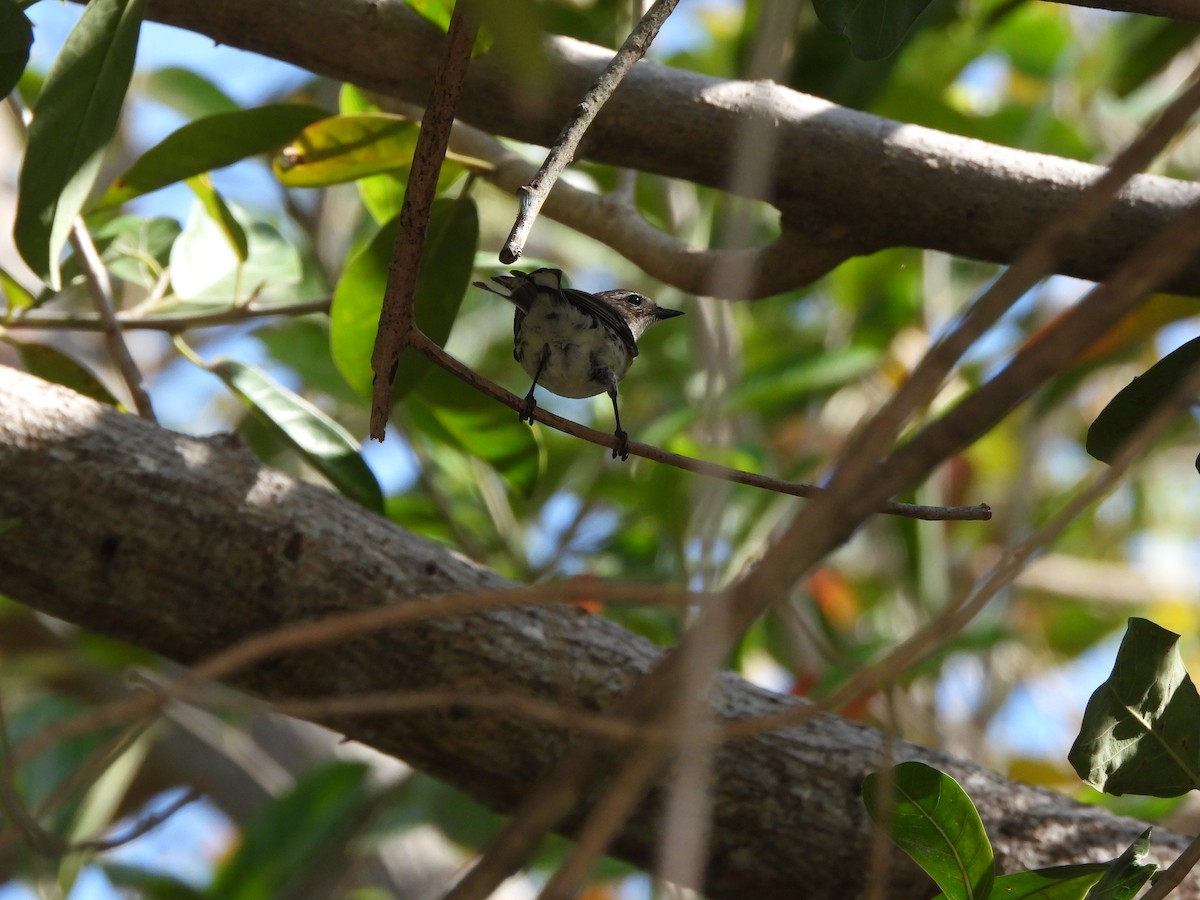 Yellow-rumped Warbler - ML633771403