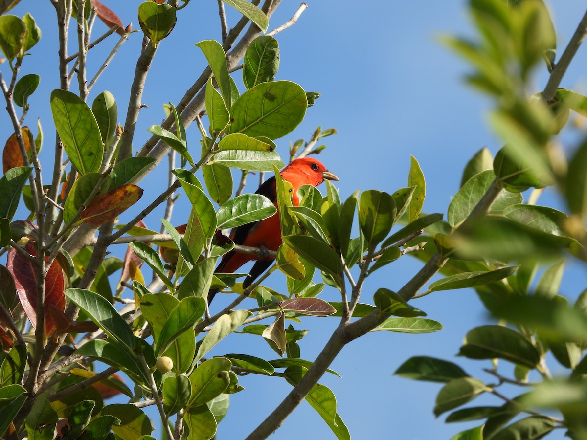 Scarlet Tanager - ML633771410