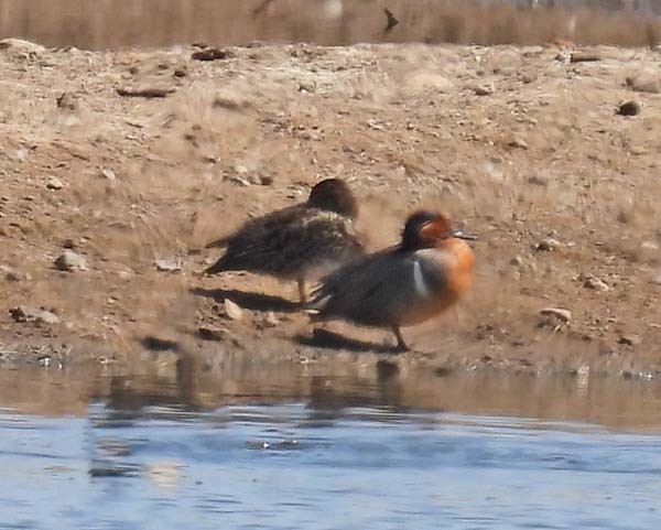 Ногоохон нугас - ML633771499