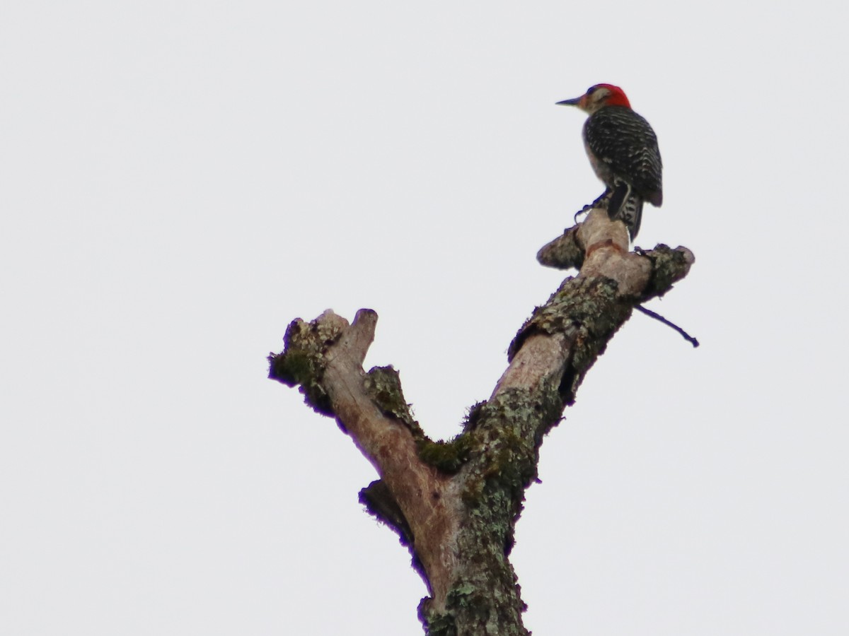 Red-bellied Woodpecker - ML63377181