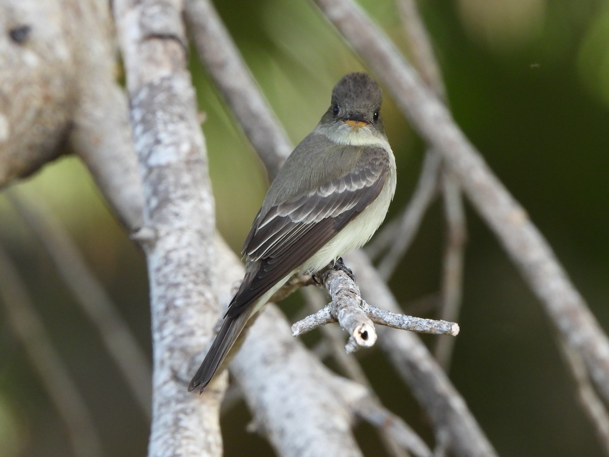 Eastern Wood-Pewee - ML633771904
