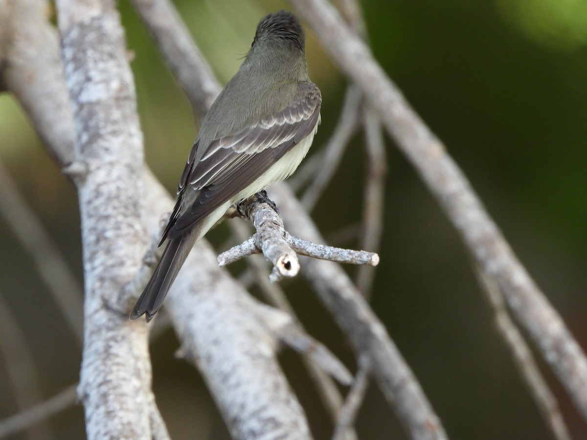 Eastern Wood-Pewee - ML633771905