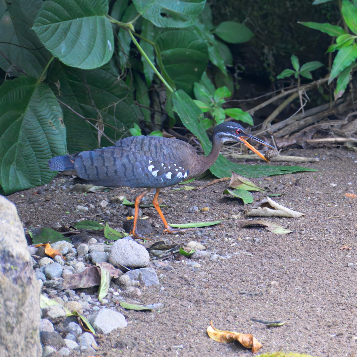 Sunbittern - ML633771956