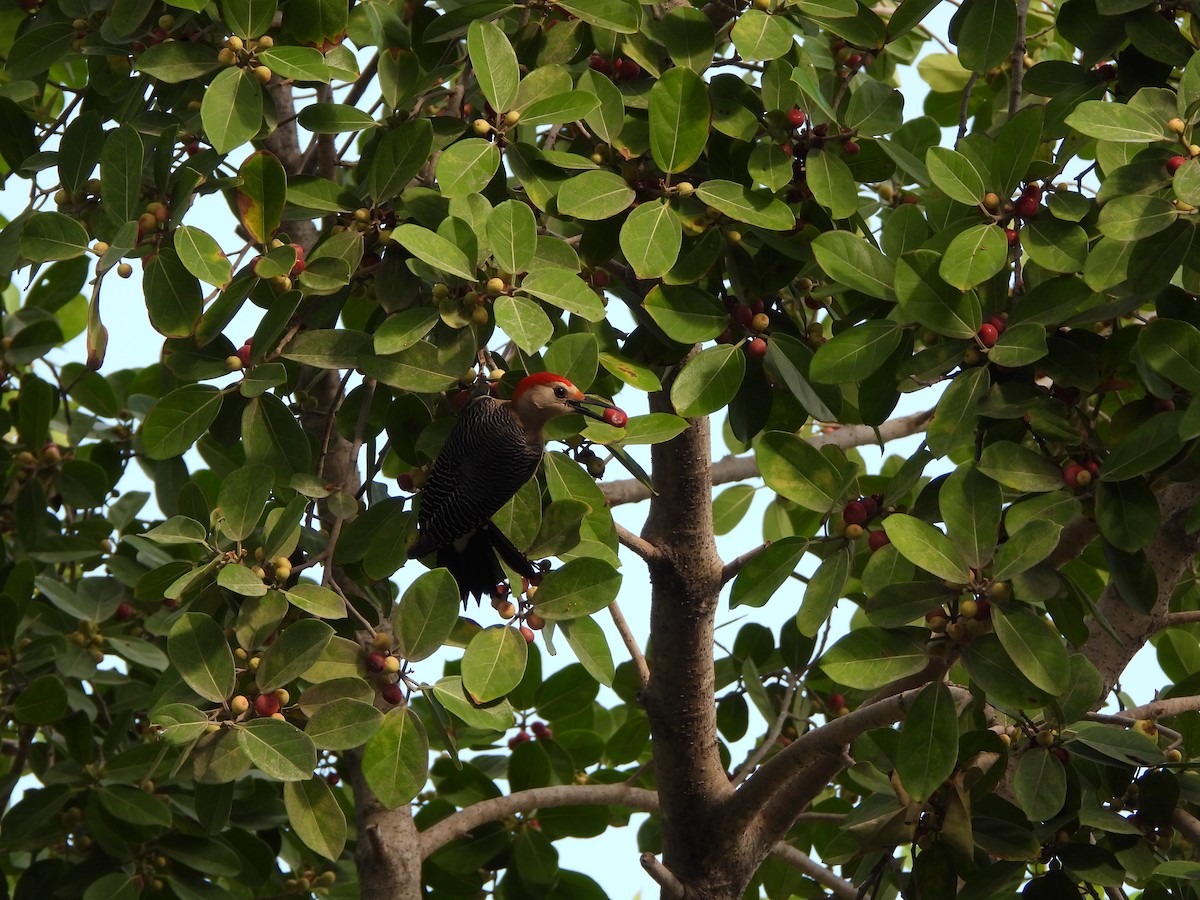 Golden-fronted Woodpecker (Velasquez's) - ML633771959
